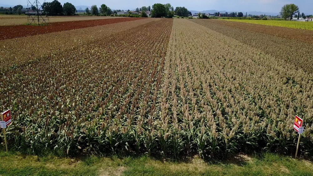 IL 2020 SI ANNUNCIA SENZA ACQUA,  CAMPAGNE IN FORTE SOFFERENZA